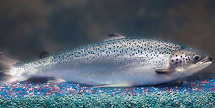 salmon-modificado-genetica